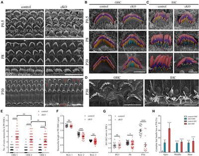 The Rho GTPase Cell Division Cycle 42 Regulates Stereocilia Development in Cochlear Hair Cells